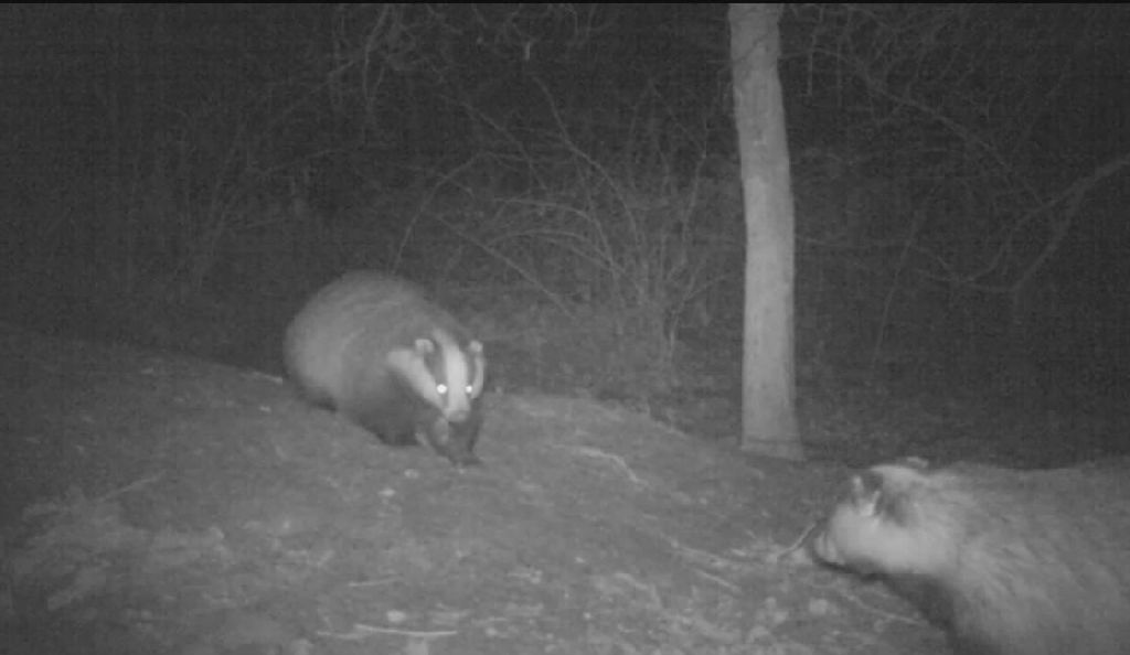 Badger confrontation