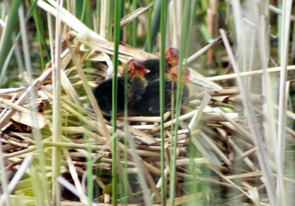 Baby Coots
