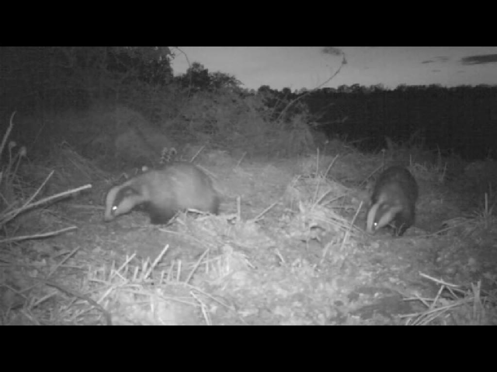 Two Greedy Badgers